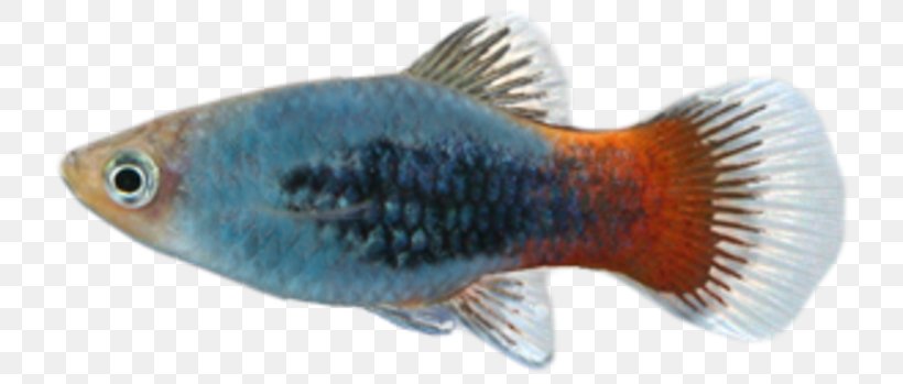 Fish, PNG, 730x349px, Fish, Blue, Fin, Organism, Tail Download Free