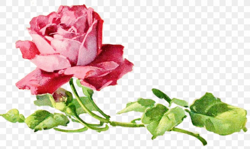 Garden Roses Cabbage Rose Floral Design Cut Flowers Petal, PNG, 850x507px, Garden Roses, Cabbage Rose, China Rose, Cut Flowers, Family M Invest Doo Download Free