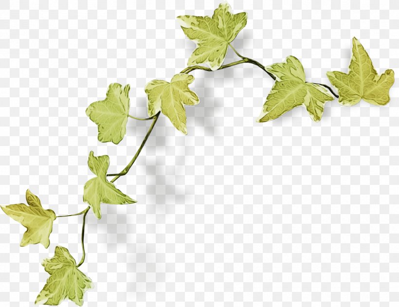Ivy, PNG, 1888x1455px, Watercolor, Black Maple, Flower, Flowering Plant, Grape Leaves Download Free