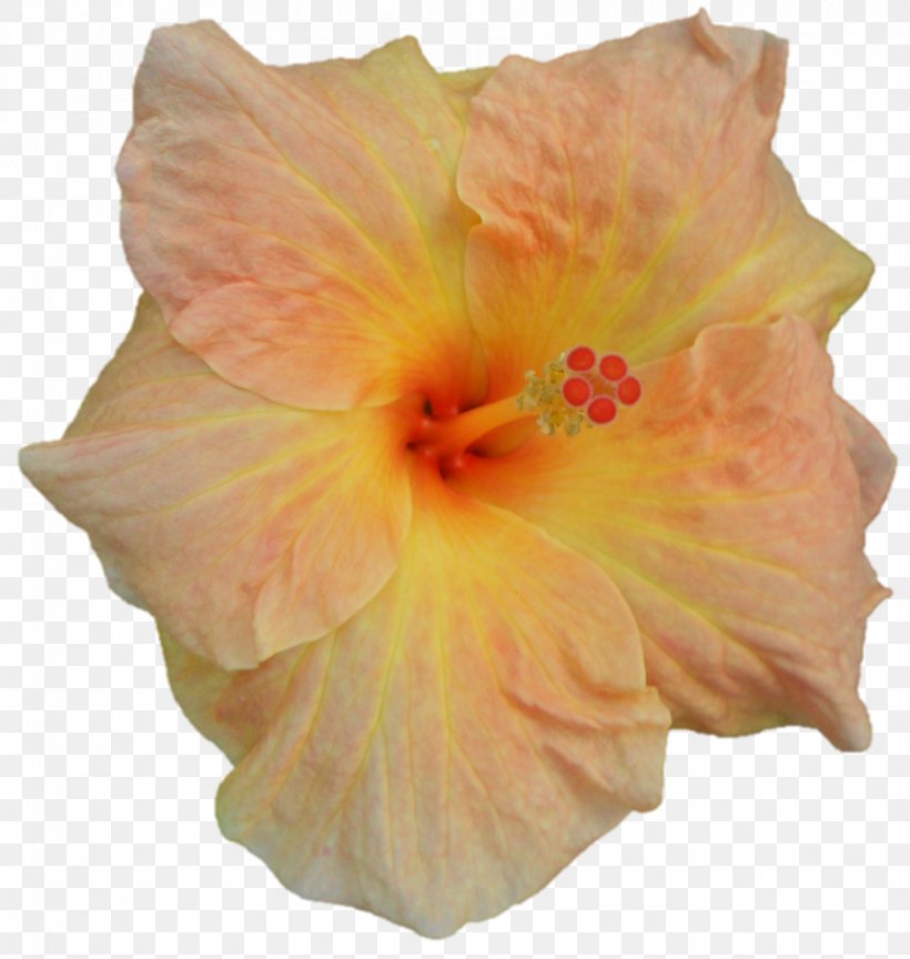 Shoeblackplant Hibiscus, PNG, 899x948px, Shoeblackplant, Chinese Hibiscus, Flower, Flowering Plant, Hibiscus Download Free
