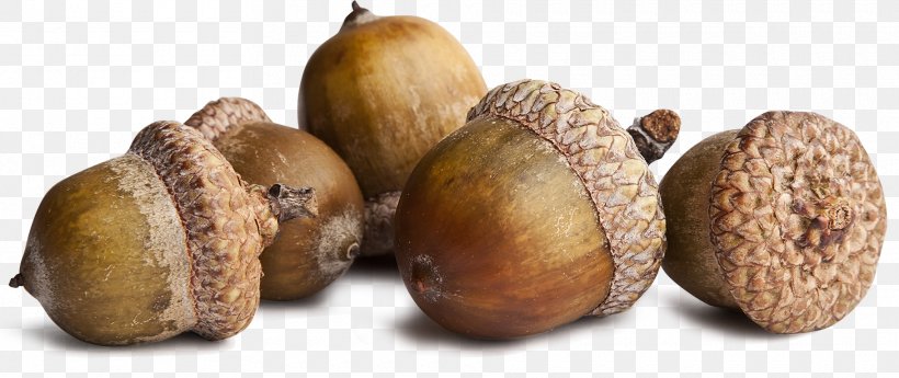Squirrel Acorn Oak Seed Stock Photography, PNG, 1820x766px, Squirrel, Acorn, Commodity, Conifer Cone, Flower Download Free