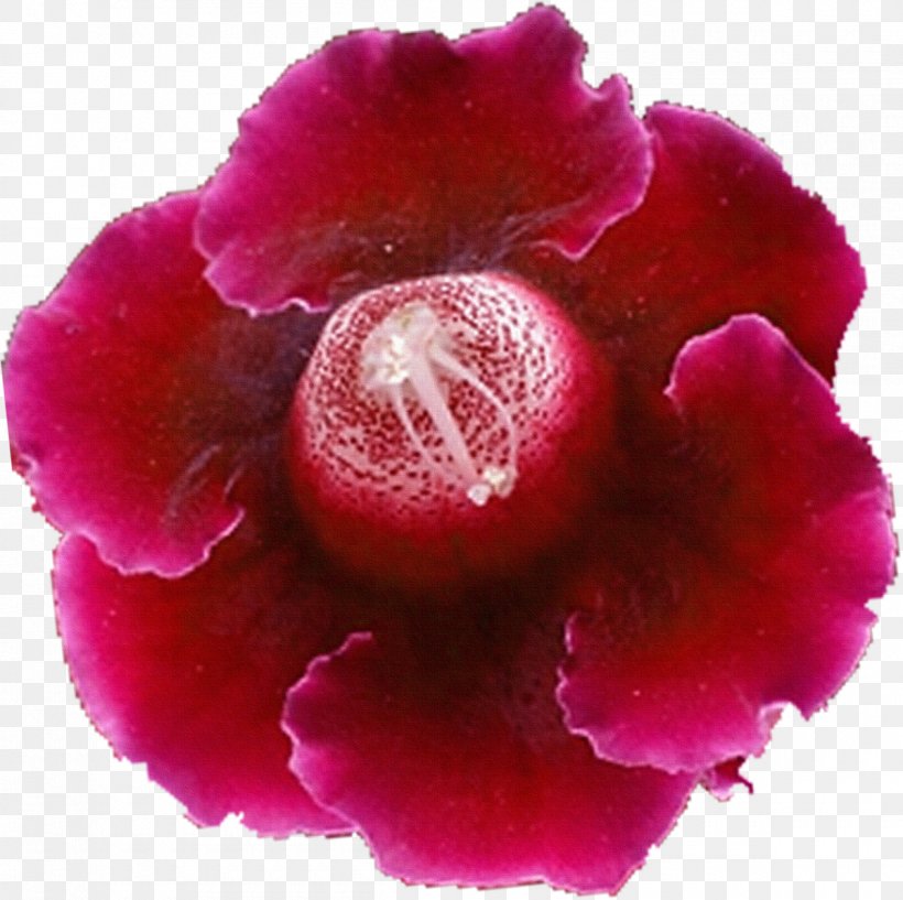 Flower Petal Clip Art, PNG, 1200x1197px, Flower, Color, Gloxinia, Herbaceous Plant, Magenta Download Free