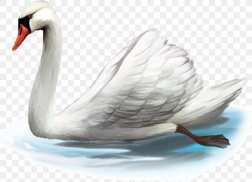 Mute Swan Duck Stock Photography, PNG, 3792x2734px, Mute Swan, Beak, Bird, Can Stock Photo, Cygnini Download Free