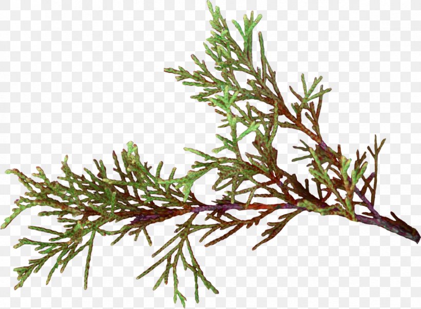 Twig False Cypress Pine Plant Stem Herb, PNG, 1183x870px, Twig, Branch, Cypress Family, False Cypress, Family Download Free