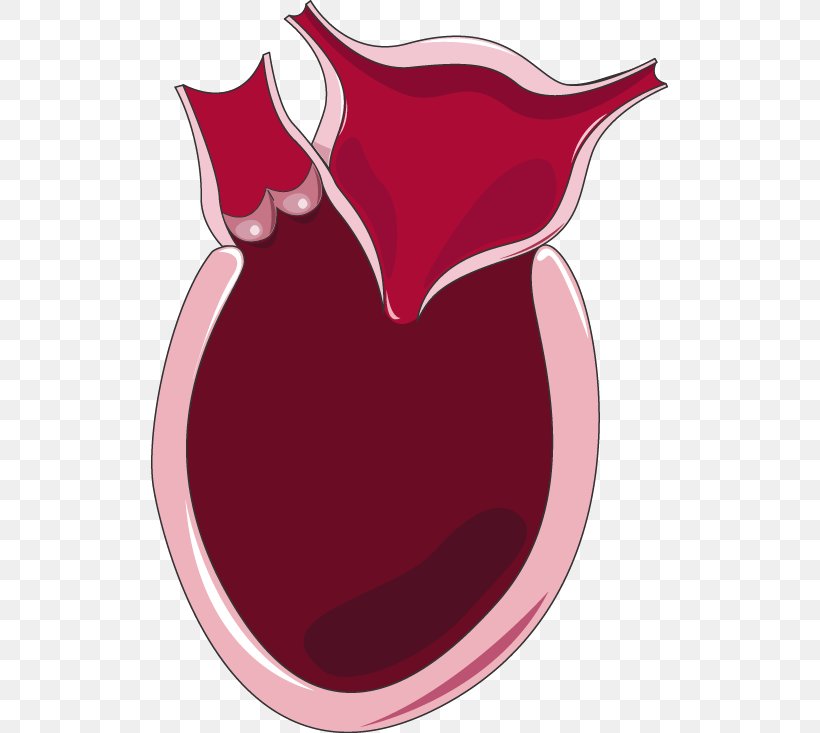 Diastolic Heart Failure Systole Diastole Artery, PNG, 517x733px, Heart, Artery, Cardiology, Cardiovascular Disease, Circulatory System Download Free