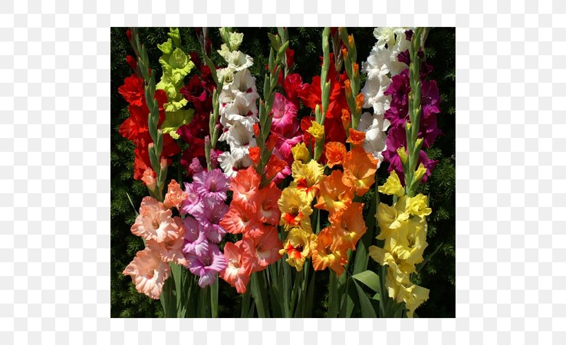 Gladiolus Cut Flowers Flowering Bulbs, PNG, 500x500px, Gladiolus, Amaryllis, Annual Plant, Bulb, Crocus Download Free