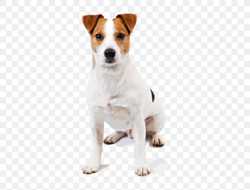 Jack Russell Terrier Parson Russell Terrier Smooth Fox Terrier Great Pyrenees, PNG, 1024x780px, Jack Russell Terrier, American Kennel Club, Breed, Carnivoran, Companion Dog Download Free