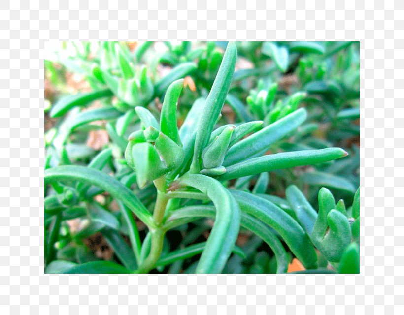 Southern Africa Hardy Iceplant Succulent Plant Herb Seed, PNG, 640x640px, Southern Africa, Africa, Delosperma, Family, Grass Download Free