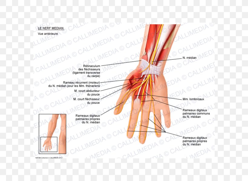 Thumb Median Nerve Anatomy Hand, PNG, 600x600px, Watercolor, Cartoon, Flower, Frame, Heart Download Free