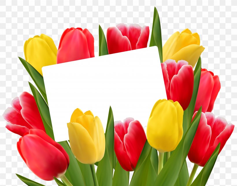 Tulipa Gesneriana Flower Clip Art, PNG, 6373x5011px, Tulipa Gesneriana, Color, Cut Flowers, Floral Design, Floristry Download Free