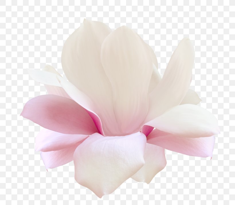 Flower Натяжна стеля Digital Image Petal, PNG, 800x717px, Flower, Ceiling, Cut Flowers, Digital Image, Flowering Plant Download Free