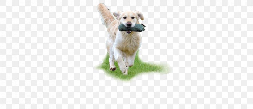Golden Retriever Puppy Dog Breed Companion Dog, PNG, 1170x509px, Golden Retriever, Breed, Carnivoran, Companion Dog, Dog Download Free