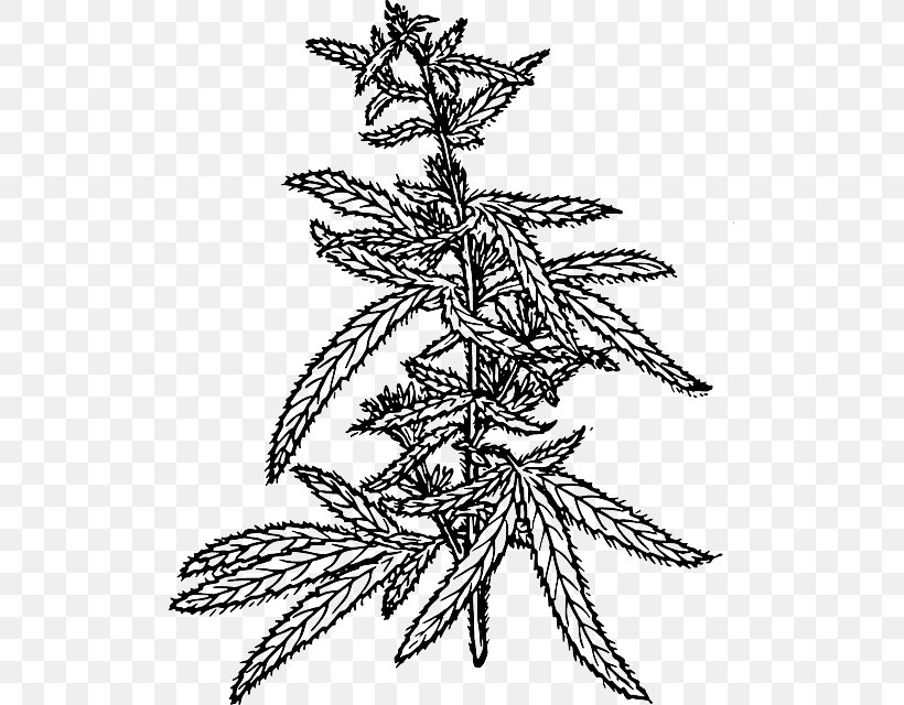 Hemp Cannabis Sativa Cannabidiol Clip Art, PNG, 513x640px, Hemp, Art, Black And White, Branch, Cannabidiol Download Free
