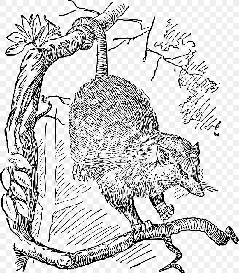 Opossum Phalangeriformes Drawing Clip Art, PNG, 2096x2400px, Opossum, Art, Beaver, Black And White, Carnivoran Download Free