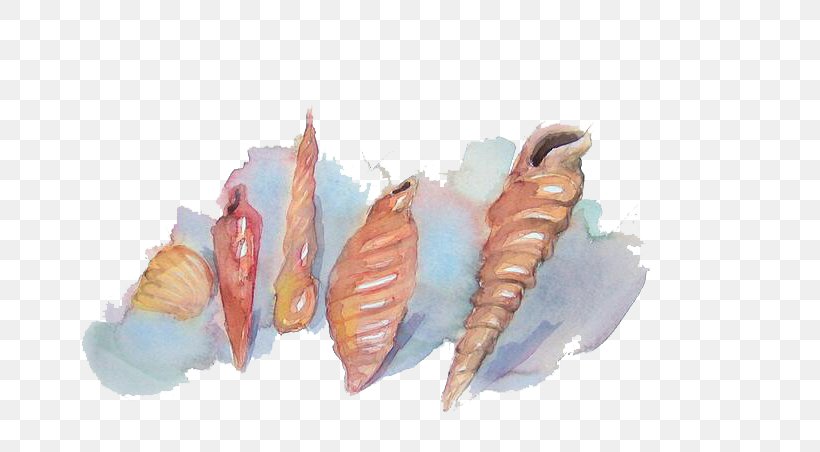 Seashell Watercolor Painting, PNG, 727x452px, Seashell, Art, Cartoon, Conch, Conchology Download Free