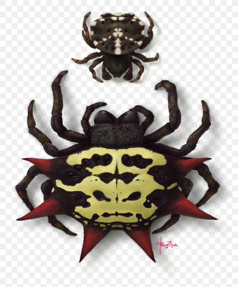 Spider Gasteracantha Cancriformis Female Araneus Gemmoides, PNG, 806x990px, Spider, Animal Source Foods, Arthropod, Bowser, Crab Download Free