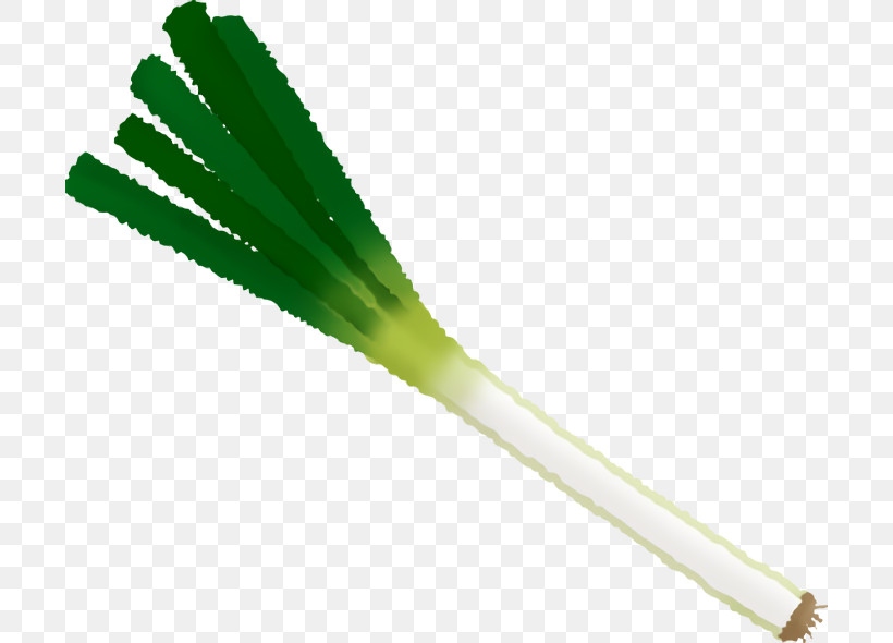 Welsh Onion Onions, PNG, 700x590px, Welsh Onion, Onions Download Free