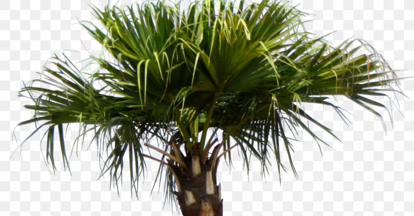 Asian Palmyra Palm Livistona Chinensis Arecaceae Babassu Tree, PNG, 931x488px, Asian Palmyra Palm, Arecaceae, Arecales, Attalea, Attalea Speciosa Download Free