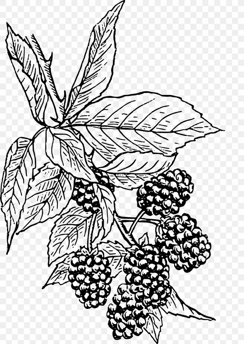 BlackBerry Curve Drawing Clip Art, PNG, 910x1280px, Blackberry Curve, Art, Artwork, Berry, Black And White Download Free