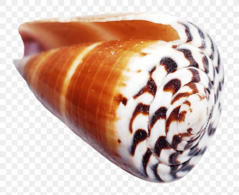 Seashell Conchology, PNG, 850x694px, Seashell, Conch, Conchology, Image Resolution, Invertebrate Download Free
