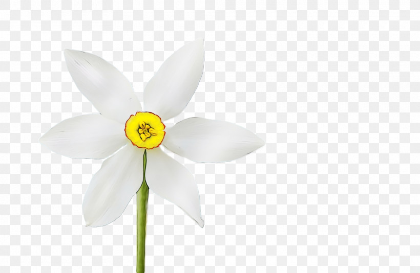 White Flower Petal Wheel Narcissus, PNG, 1920x1252px, Spring Flower, Amaryllis Family, Auto Part, Automotive Wheel System, Flower Download Free