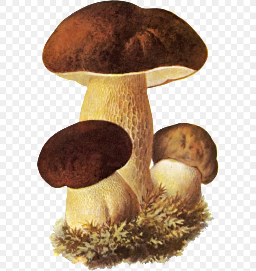 Boletus Edulis Edible Mushroom Fungus Birch Bolete, PNG, 583x868px, Boletus Edulis, Agaricomycetes, Aspen Mushroom, Birch Bolete, Bolete Download Free