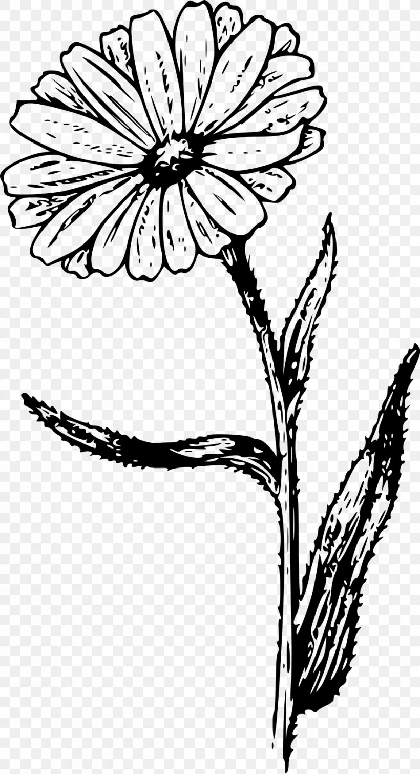 Calendula Officinalis Drawing Botanical Illustration Clip Art, PNG, 929x1711px, Calendula Officinalis, Artwork, Black And White, Botanical Illustration, Botany Download Free