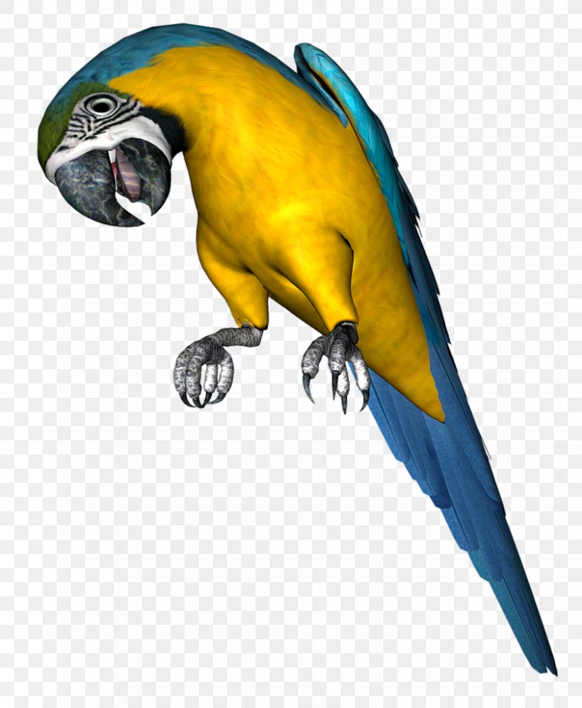 Parrot Bird Budgerigar Clip Art, PNG, 842x1024px, Parrot, Beak, Bird, Budgerigar, Common Pet Parakeet Download Free