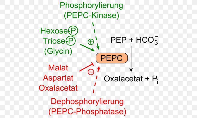 Phosphoenolpyruvate Carboxylase Oxaloacetic Acid Aspartic Acid Glucose 6-phosphate, PNG, 512x493px, Phosphoenolpyruvate Carboxylase, Area, Area M Airsoft Koblenz, Aspartic Acid, Bacteria Download Free