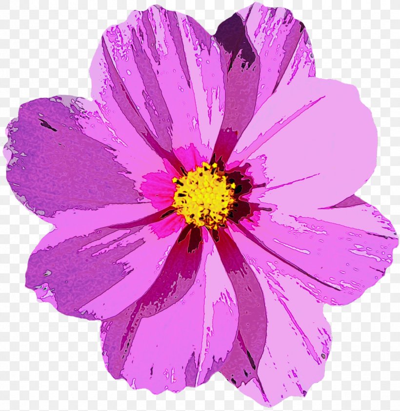 Garden Cosmos Flower Image, PNG, 2376x2442px, Garden Cosmos, Annual Plant, Aster, Asterales, Botany Download Free