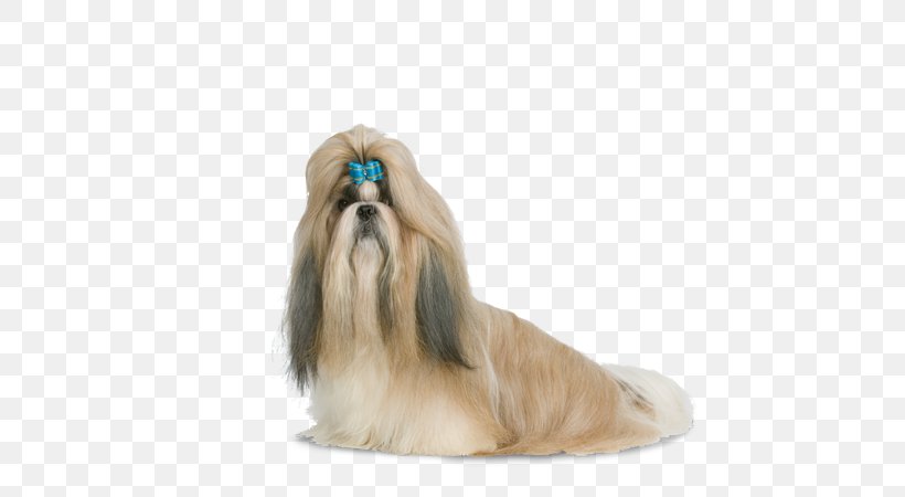 Shih Tzu Little Lion Dog Havanese Dog Lhasa Apso Chinese Imperial Dog, PNG, 580x450px, Shih Tzu, Breed, Carnivoran, Character Structure, Child Download Free