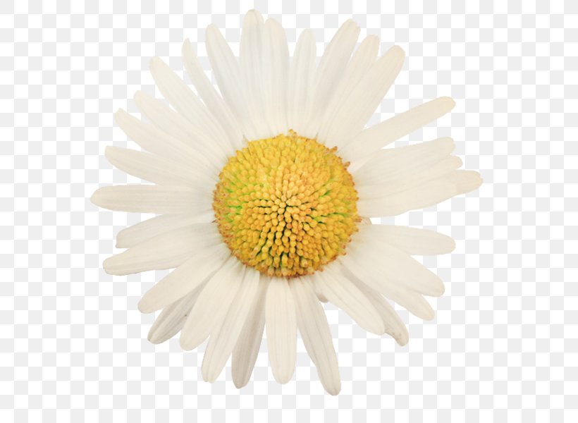 Common Daisy Shasta Daisy Photography, PNG, 599x600px, Common Daisy, Aster, Chamomile, Chrysanths, Cut Flowers Download Free