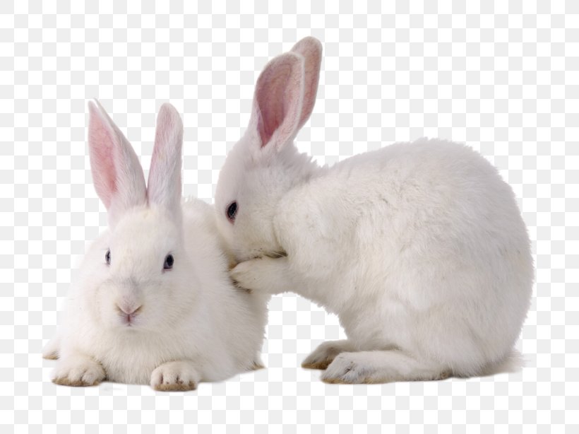 Domestic Rabbit Easter Bunny Cruelty-free Hare European Rabbit, PNG, 800x614px, Domestic Rabbit, Animal, Crueltyfree, Easter Bunny, European Rabbit Download Free
