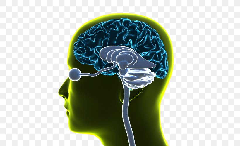 Brain Organism, PNG, 500x500px, Brain, Electric Blue, Neurology, Organism Download Free