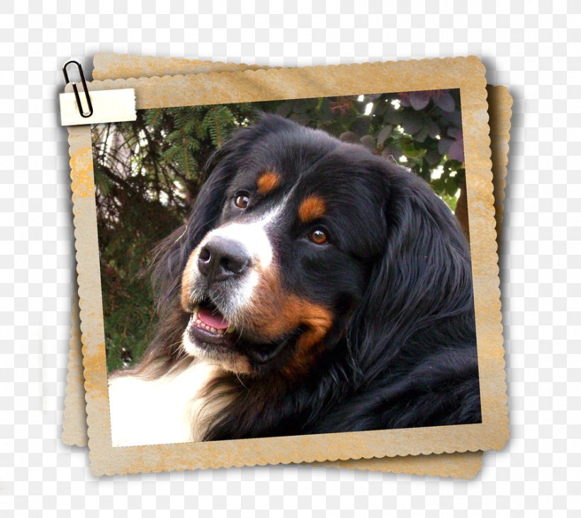 Dog Breed Bernese Mountain Dog Greater Swiss Mountain Dog Entlebucher Mountain Dog, PNG, 895x800px, Dog Breed, Bernese Mountain Dog, Breed, Carnivoran, Dog Download Free