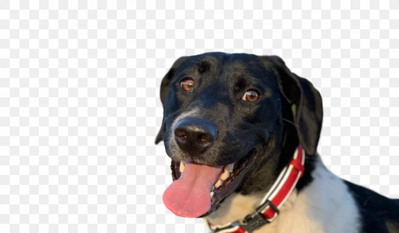 Labrador Retriever Snout Dog Collar Retriever, PNG, 1200x701px, Labrador Retriever, Biology, Breed, Collar, Dog Download Free