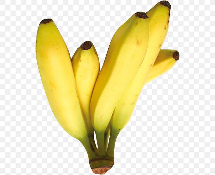 Saba Banana Cooking Banana, PNG, 551x666px, Saba Banana, Banana, Banana Family, Cooking, Cooking Banana Download Free