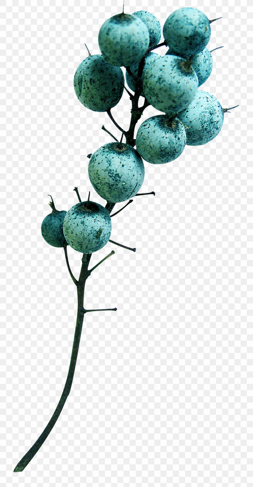 Turquoise Fruit Branching, PNG, 1014x1946px, Turquoise, Branch, Branching, Fruit, Organism Download Free