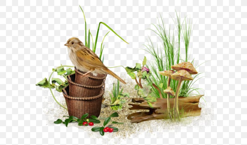 Bird Clip Art, PNG, 600x483px, Bird, Bird Nest, Color, Decoupage, Fauna Download Free