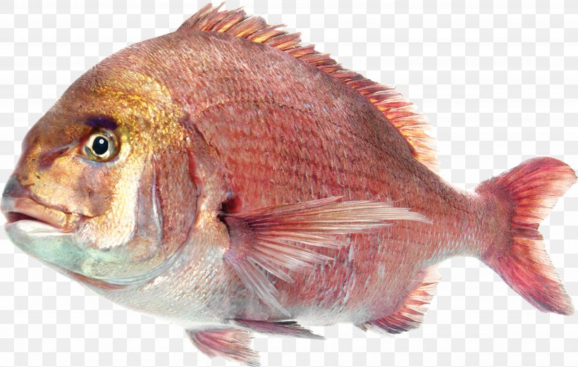 Deep Sea Fish Saltwater Fish Clip Art, PNG, 3699x2352px, Fish, Animal Source Foods, Deep Sea Fish, Fauna, Food Download Free