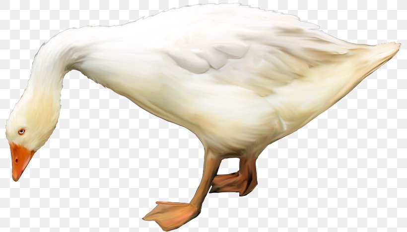 Duck Goose Bird Animal Beak, PNG, 800x469px, Duck, Animal, Beak, Bird, Blogcucom Download Free