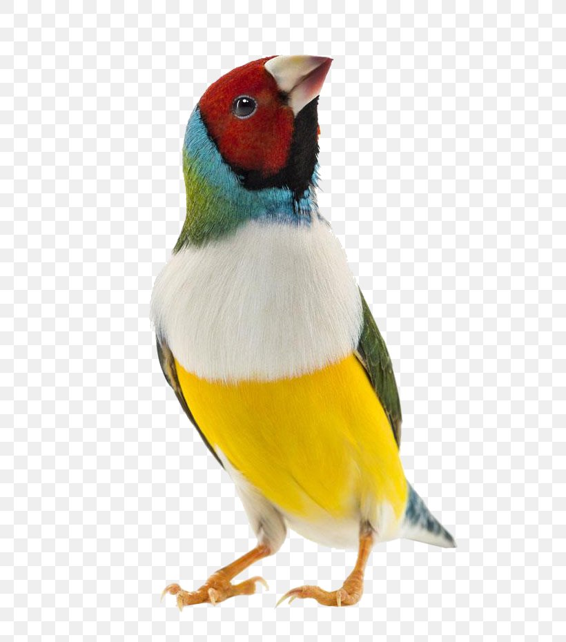 Gouldian Finch Zebra Finch Bird Domestic Canary, PNG, 636x930px, Gouldian Finch, Beak, Bird, Domestic Canary, Fauna Download Free