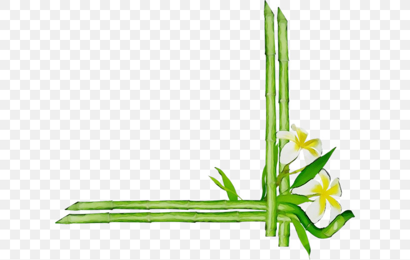 Plant Stem Flower Grasses Leaf Green, PNG, 600x521px, Watercolor, Biology, Flower, Grasses, Green Download Free