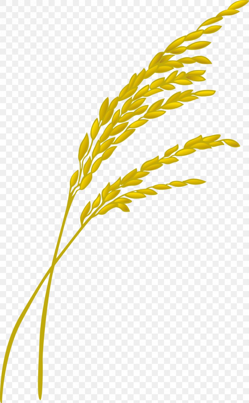 Rice Oryza Sativa Designer, PNG, 1217x1973px, Rice, Cereal, Commodity, Designer, Flowering Plant Download Free