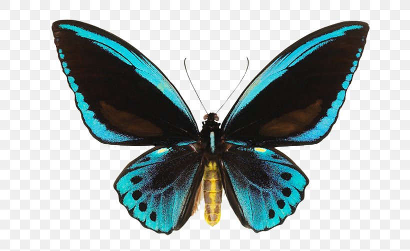 Butterfly Ornithoptera Priamus Birdwing Papua New Guinea Ornithoptera Euphorion, PNG, 700x503px, Butterfly, Arthropod, Birdwing, Brush Footed Butterfly, Butterflies And Moths Download Free
