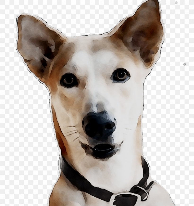 Dog Breed Canaan Dog Whippet Companion Dog Snout, PNG, 999x1060px, Dog Breed, Ancient Dog Breeds, Breed, Canaan Dog, Canidae Download Free