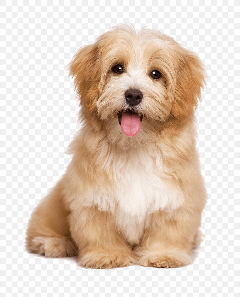 Havanese Dog Pet Sitting Labrador Retriever Puppy Cat, PNG, 800x1013px, Havanese Dog, Bichon, Bolonka, Carnivoran, Cat Download Free