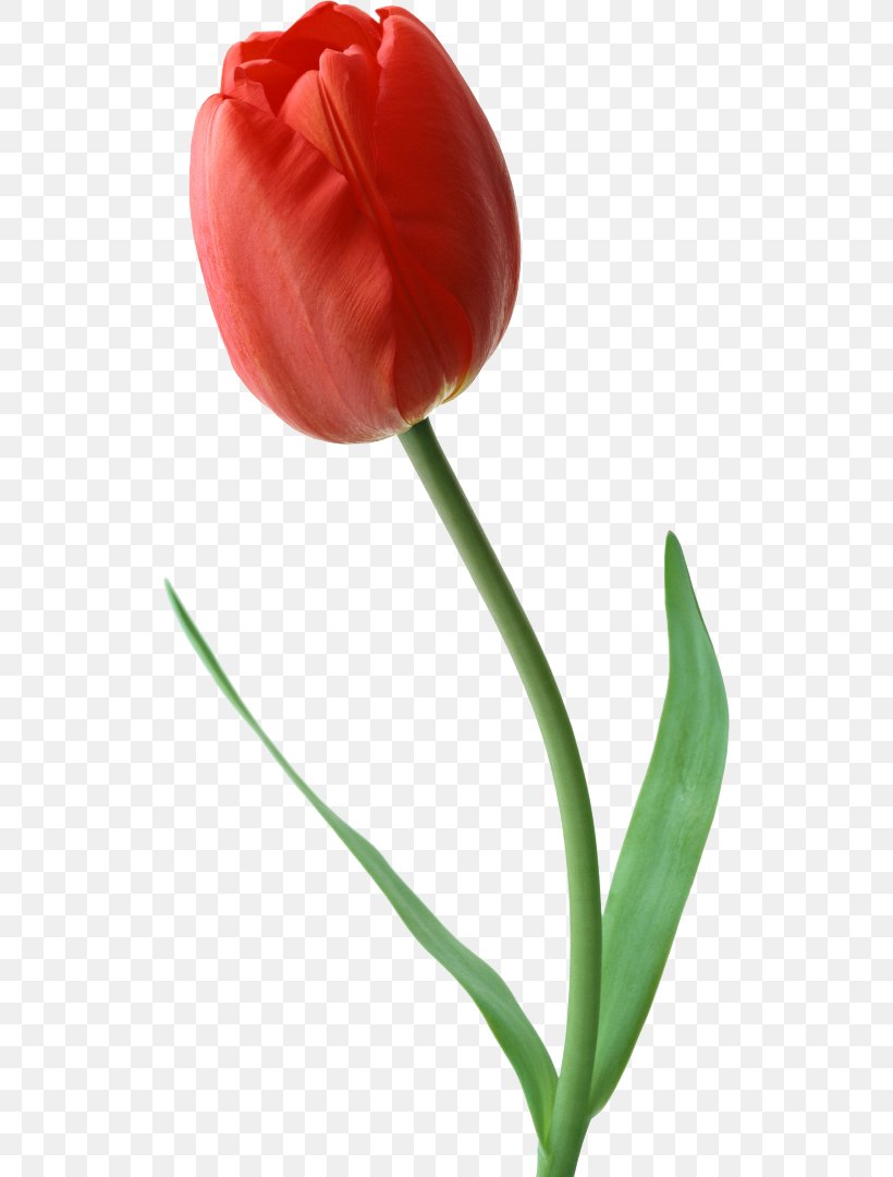 Indira Gandhi Memorial Tulip Garden Cut Flowers Rose, PNG, 520x1080px, Indira Gandhi Memorial Tulip Garden, Birth Flower, Cut Flowers, Flower, Flower Bouquet Download Free