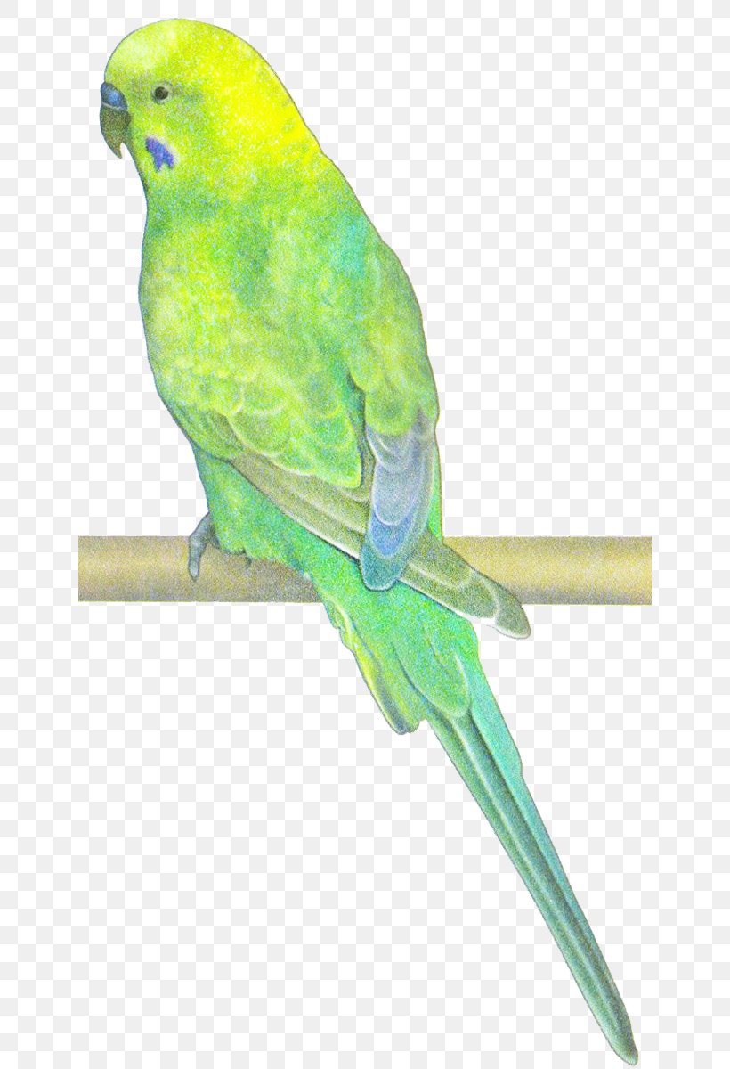 Macaw Bird Parakeet Beak Feather, PNG, 644x1200px, Macaw, Beak, Bird, Bird Supply, Common Pet Parakeet Download Free
