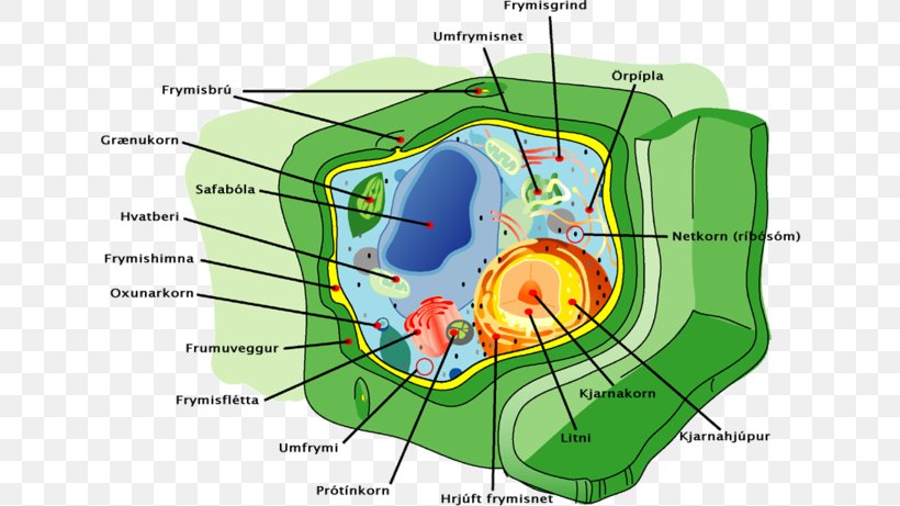 Plant Cell Cytoskeleton Cell Membrane, PNG, 640x461px, Watercolor, Cartoon, Flower, Frame, Heart Download Free